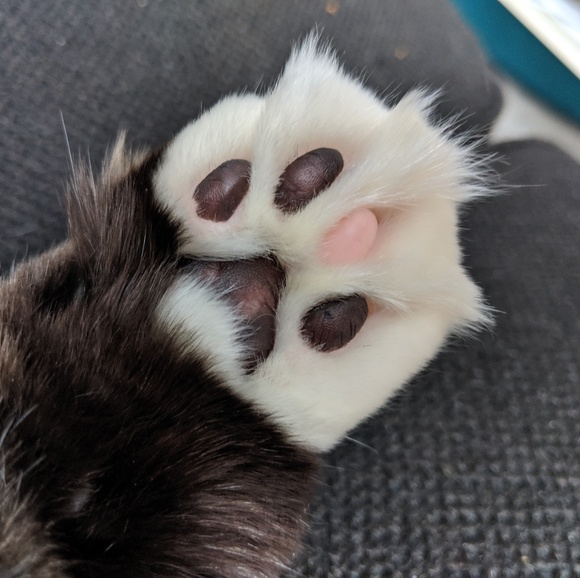 Meet your Posher, Kirsten - Picture 1 of 1